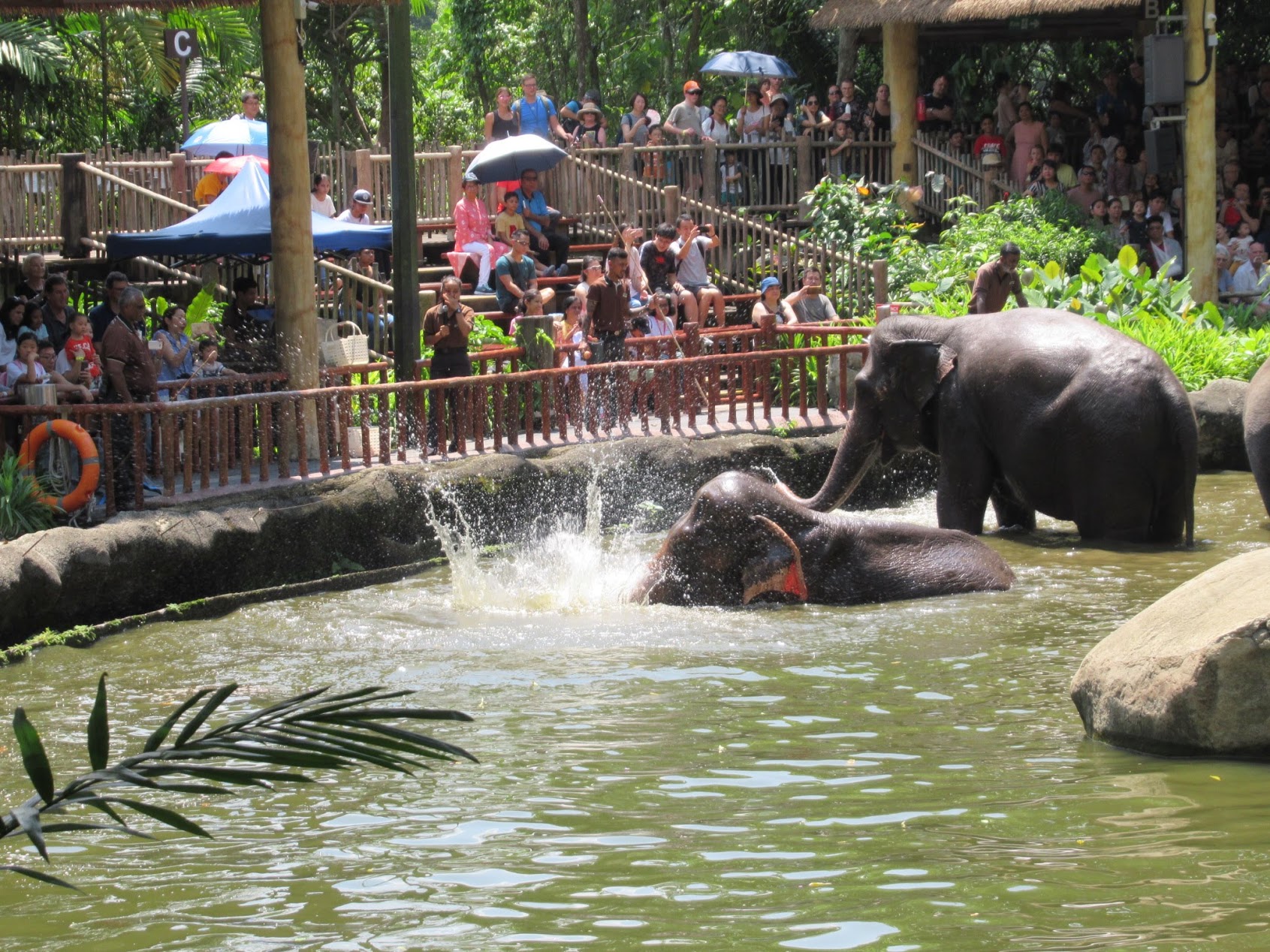 シンガポール動物園の動物を 養子 にしませんか 寄付者を募集中 入場券などをプレゼント Singalife Online