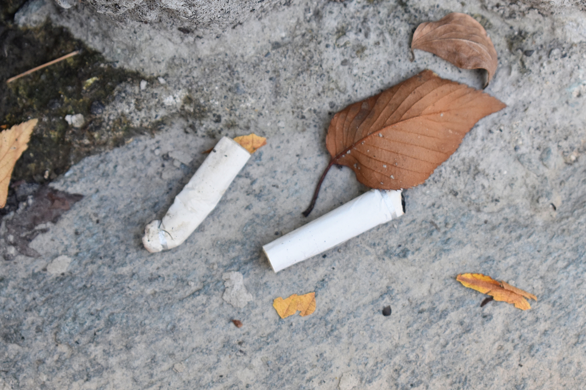 捨てられたタバコの吸い殻は環境中に致死性の毒素を放出します