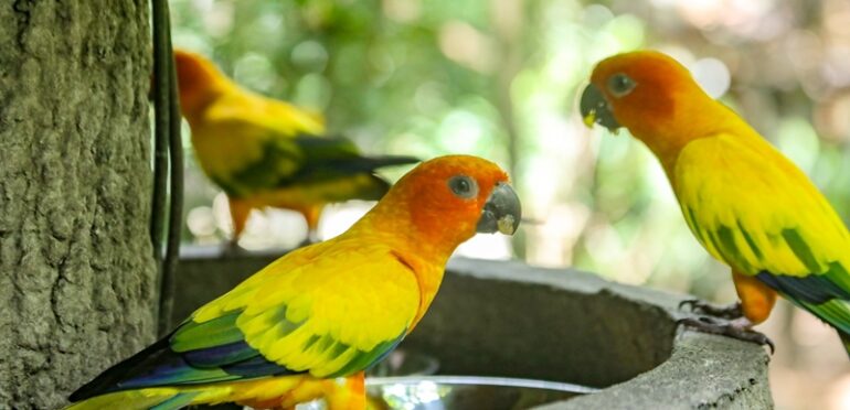 北部マンダイ地区の鳥類公園「バードパラダイス」5月8日開業、割引入園券発売