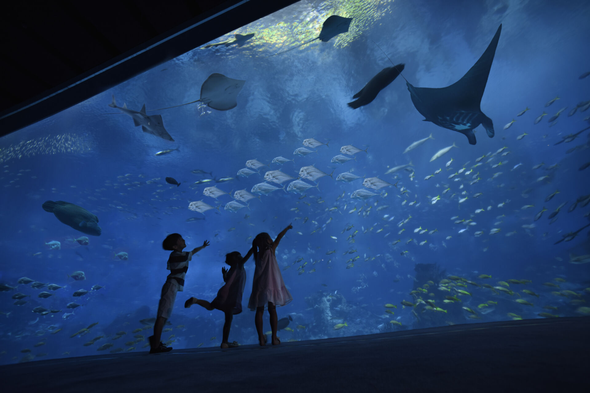 【2024年度版】シンガポールの水族館「シー・アクアリウム」は、家族でのお出かけにぴったり。世界最大級の水槽で優雅に泳ぐ魚たちを間近で見られる