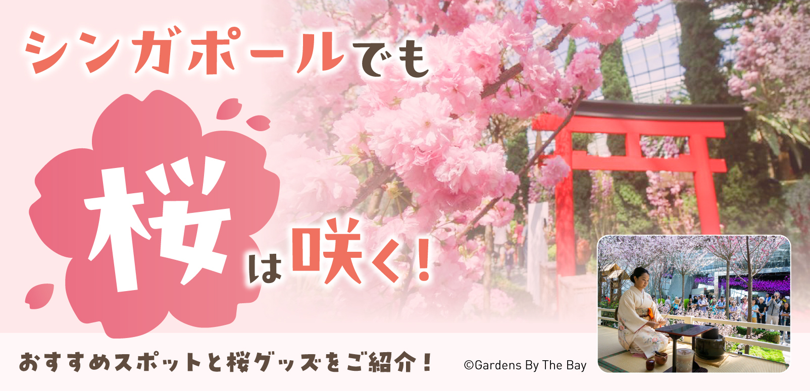 2024年版！シンガポールでも桜咲く！おすすめスポットと桜グッズをご
